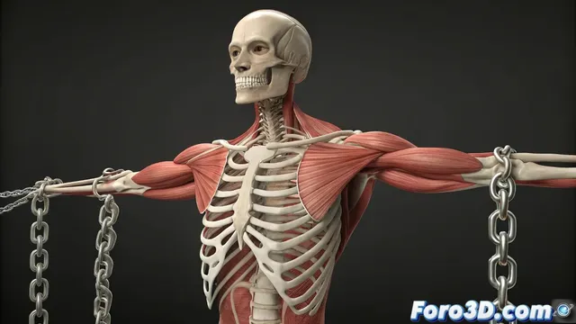 Creación de músculos manipulables para brazos y piernas en 3ds Max
