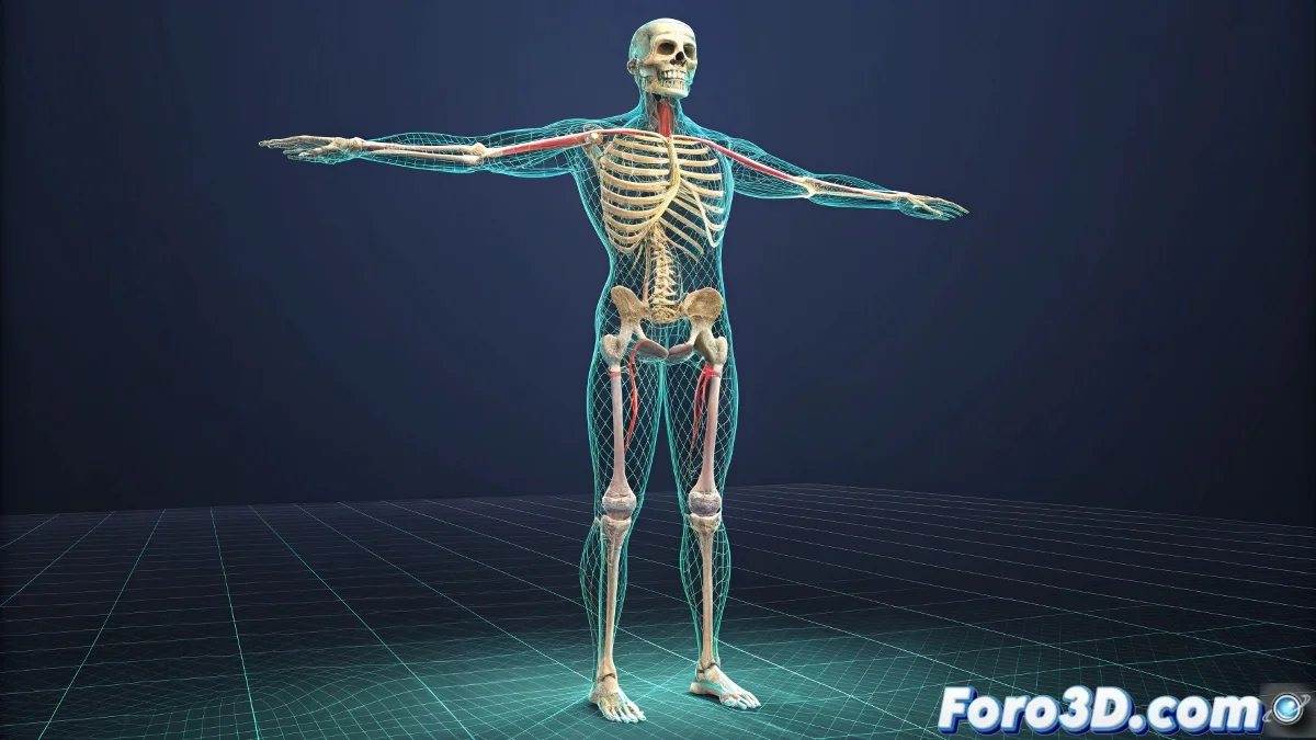 Modelo 3D mostrando la jerarquia de huesos, controladores y deformaciones de skinning en zonas criticas como codos y rodillas.