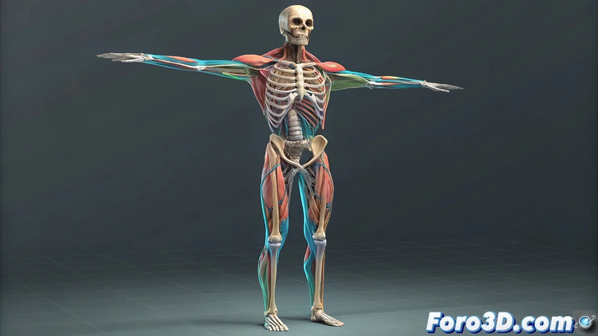 Simulación realista en Muscle System de Maya