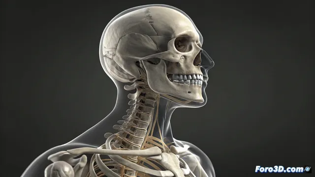 Anime Studio Pro y Moho: animar personajes 2D con un sistema de huesos