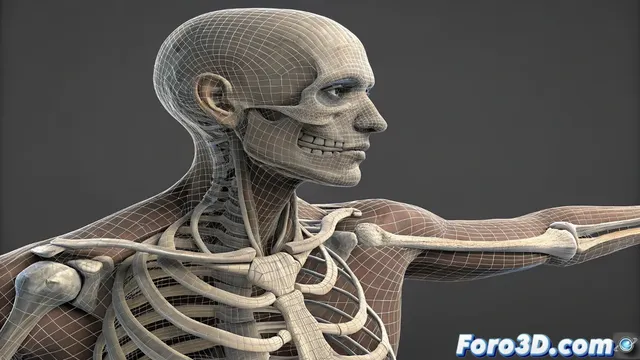 Skinning con dual quaterniones para preservar el volumen