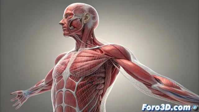 El método de elementos finitos para simular cuerpos blandos en 3D