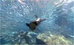 Clic en la imagen para ver su versión completa. 

Nombre: oceanworld3d-2.jpg 
Visitas: 227 
Tamaño: 18.6 KB 
ID: 113991