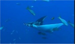Clic en la imagen para ver su versión completa. 

Nombre: oceanworld3d-3.jpg 
Visitas: 225 
Tamaño: 7.7 KB 
ID: 113992