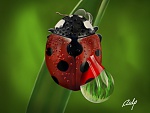 Clic en la imagen para ver su versión completa. 

Nombre: coccinellidae_800.jpg 
Visitas: 2081 
Tamaño: 213.5 KB 
ID: 137272