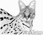 Clic en la imagen para ver su versión completa. 

Nombre: Serval.jpg 
Visitas: 1520 
Tamaño: 45.6 KB 
ID: 149476