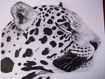 Clic en la imagen para ver su versión completa. 

Nombre: Leopardo.jpg 
Visitas: 2205 
Tamaño: 78.4 KB 
ID: 149478
