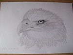 Clic en la imagen para ver su versión completa. 

Nombre: Águila.jpg 
Visitas: 4623 
Tamaño: 46.3 KB 
ID: 149479