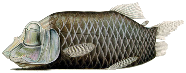 Nombre:  Opisthoproctus_soleatus.png
Visitas: 471
Tamaño: 182.3 KB