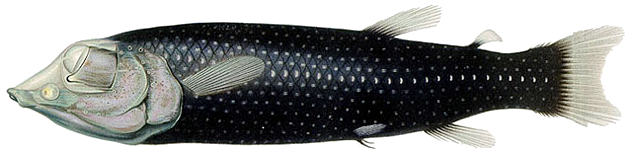 Nombre:  Winteria_telescopa.png
Visitas: 489
Tamaño: 117.9 KB