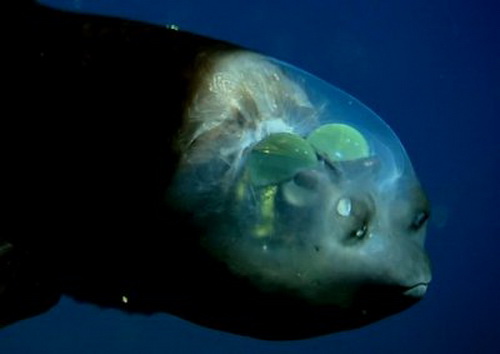 Nombre:  macropinna_13.jpg
Visitas: 444
Tamaño: 26.4 KB