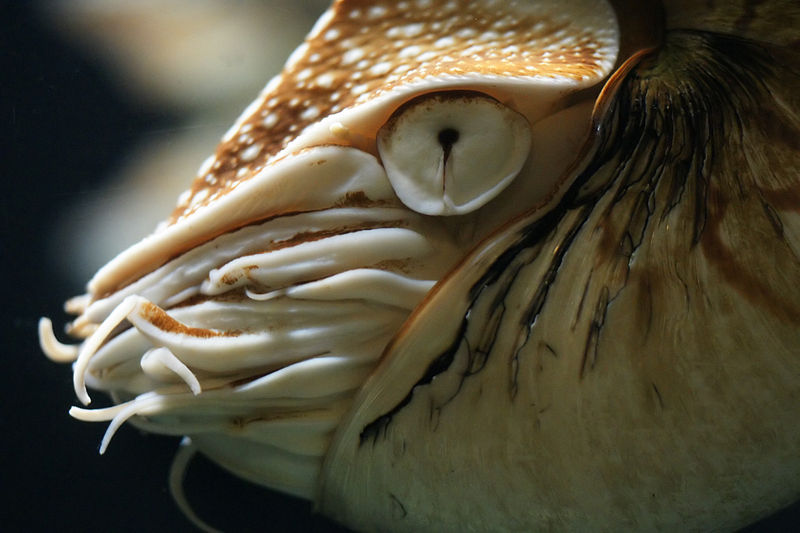 Nombre:  800px-Nautilus_pompilius_(head).jpg
Visitas: 697
Tamaño: 74.5 KB