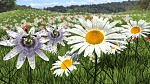 Clic en la imagen para ver su versión completa. 

Nombre: daisysandpassifloras_final.jpg 
Visitas: 223 
Tamaño: 517.9 KB 
ID: 149645