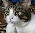 Nombre:  gatopensantejf7.jpg
Visitas: 112
Tamaño: 4.5 KB
