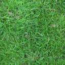 Clic en la imagen para ver su versión completa.&nbsp;

Nombre: hierba1fe3.jpg&nbsp;
Visitas: 2606&nbsp;
Tamaño: 4.2 KB&nbsp;
ID: 153919