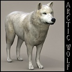Clic en la imagen para ver su versión completa. 

Nombre: arcticwolf02ridimension.jpg 
Visitas: 2199 
Tamaño: 25.1 KB 
ID: 154725