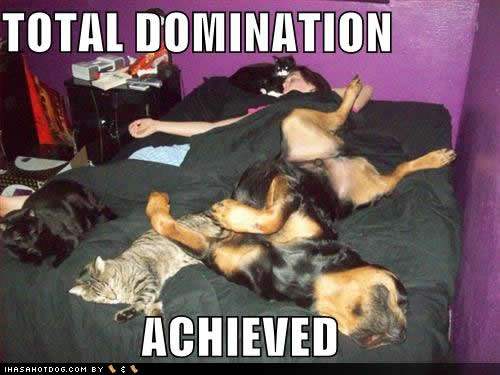 Nombre:  7d0d4_funny-dog-pictures-domination-achieved.jpg
Visitas: 250
Tamaño: 32.0 KB