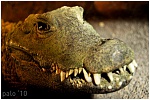 Clic en la imagen para ver su versión completa. 

Nombre: crocodile2e.jpg 
Visitas: 229 
Tamaño: 171.6 KB 
ID: 158882