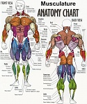 Clic en la imagen para ver su versión completa. 

Nombre: anatomy2.jpg 
Visitas: 321 
Tamaño: 256.2 KB 
ID: 159334