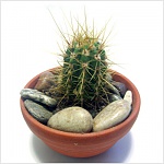 Clic en la imagen para ver su versión completa. 

Nombre: cactus.jpg 
Visitas: 253 
Tamaño: 29.2 KB 
ID: 164486