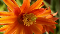 Nombre:  Kingdom-of-Plants-3D.png
Visitas: 1424
Tamaño: 49.6 KB