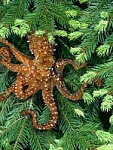 Clic en la imagen para ver su versión completa. 

Nombre: treeocto.jpg 
Visitas: 373 
Tamaño: 24.4 KB 
ID: 167649