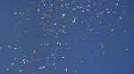 Clic en la imagen para ver su versión completa. 

Nombre: avi-6.png 
Visitas: 308 
Tamaño: 162.8 KB 
ID: 168868
