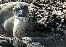 Nombre:  kalakotkas1.jpg
Visitas: 552
Tamaño: 14.8 KB