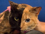 Clic en la imagen para ver su versión completa. 

Nombre: two-faced-cat-chimera-explained_58818_600x450.jpg 
Visitas: 386 
Tamaño: 54.7 KB 
ID: 171891