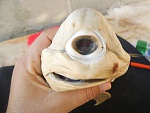 Clic en la imagen para ver su versión completa. 

Nombre: one-eyed-cyclops-shark-pup-holding-face_41775_600x450.jpg 
Visitas: 367 
Tamaño: 32.2 KB 
ID: 171892