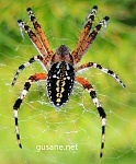 Clic en la imagen para ver su versión completa. 

Nombre: mi-araña.jpg 
Visitas: 1125 
Tamaño: 958.9 KB 
ID: 175299