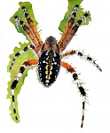 Clic en la imagen para ver su versión completa. 

Nombre: mi-araña medio Recorte de fondo.jpg 
Visitas: 409 
Tamaño: 566.2 KB 
ID: 175300