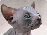Clic en la imagen para ver su versión completa. 

Nombre: gatos-Sphinx1.jpg 
Visitas: 2921 
Tamaño: 16.5 KB 
ID: 175322