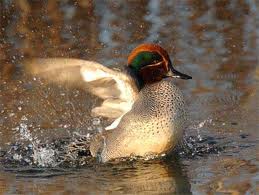 Nombre:  images-animal.jpg
Visitas: 585
Tamaño: 9.9 KB