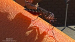 Clic en la imagen para ver su versión completa. 

Nombre: Aedes.jpg 
Visitas: 245 
Tamaño: 246.1 KB 
ID: 180107
