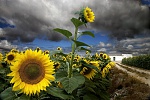Clic en la imagen para ver su versión completa. 

Nombre: girasol-y-casa.jpg 
Visitas: 24332 
Tamaño: 178.2 KB 
ID: 180944