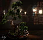 Clic en la imagen para ver su versión completa. 

Nombre: Bonsai.jpeg 
Visitas: 759 
Tamaño: 5.60 MB 
ID: 181436