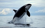 Clic en la imagen para ver su versión completa. 

Nombre: killer_whale_1.jpg 
Visitas: 966 
Tamaño: 41.3 KB 
ID: 184068