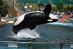 Clic en la imagen para ver su versión completa. 

Nombre: orca.jpg 
Visitas: 352 
Tamaño: 138.1 KB 
ID: 184398