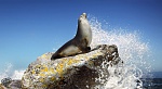 Clic en la imagen para ver su versión completa. 

Nombre: carlos_parmentier_sealion_splash.jpg 
Visitas: 2161 
Tamaño: 203.9 KB 
ID: 185409