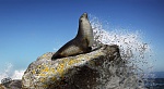 Clic en la imagen para ver su versión completa. 

Nombre: carlos_parmentier_sealion_splash_wire.jpg 
Visitas: 242 
Tamaño: 222.5 KB 
ID: 185410