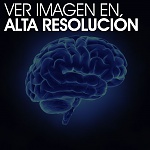 Clic en la imagen para ver su versión completa. 

Nombre: cerebro.jpg 
Visitas: 805 
Tamaño: 40.2 KB 
ID: 185457