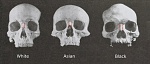 Clic en la imagen para ver su versión completa. 

Nombre: cráneos de razas humana.jpg 
Visitas: 9433 
Tamaño: 181.3 KB 
ID: 189707