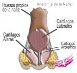 Clic en la imagen para ver su versión completa. 

Nombre: anatomia-nariz.jpg 
Visitas: 10853 
Tamaño: 24.3 KB 
ID: 189710