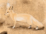 Clic en la imagen para ver su versión completa. 

Nombre: vulpes zerda04.jpg 
Visitas: 469 
Tamaño: 228.5 KB 
ID: 190803