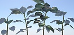 Clic en la imagen para ver su versión completa. 

Nombre: planta.jpg 
Visitas: 120 
Tamaño: 130.2 KB 
ID: 191308