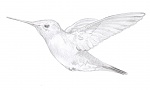 Clic en la imagen para ver su versión completa. 

Nombre: 140320-colibri03.jpg 
Visitas: 4652 
Tamaño: 131.3 KB 
ID: 191338