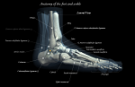 Clic en la imagen para ver su versión completa. 

Nombre: Anatomy of the foot and ankle.png 
Visitas: 3295 
Tamaño: 463.9 KB 
ID: 192241