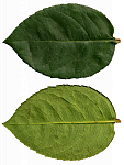 Clic en la imagen para ver su versión completa. 

Nombre: Leaves0126_30_S.png 
Visitas: 2395 
Tamaño: 1.33 MB 
ID: 193338
