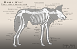 Clic en la imagen para ver su versión completa. 

Nombre: maned_wolf_anatomy.png 
Visitas: 1887 
Tamaño: 372.4 KB 
ID: 210949